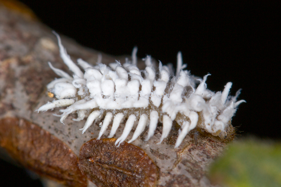 Cryptolaemus montrouzieri; Larvae mimic adult mealybugs. January 2014.