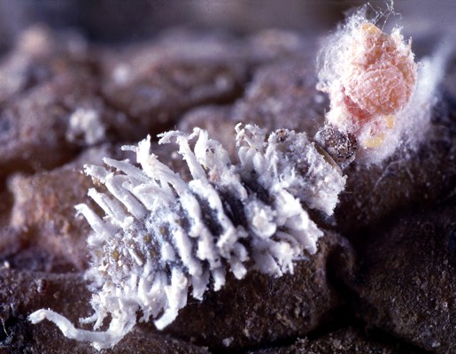 C. montrouzieri larva eating Pseudococcus viburni.