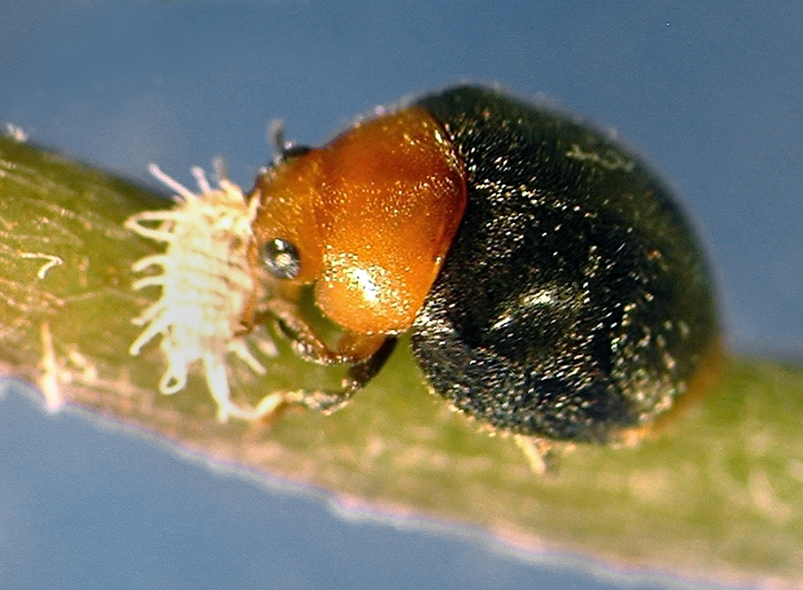 Planococcus citri (citrus mealybug); natural enemy. The beetle (ladybird, ladybeetle) Cryptolaemus montrouzieri (mealybug destroyer), predating a citrus mealybug.
