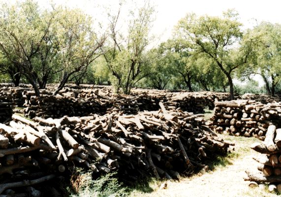 Fuelwood stacked in irrigated plantation in Pakistan.