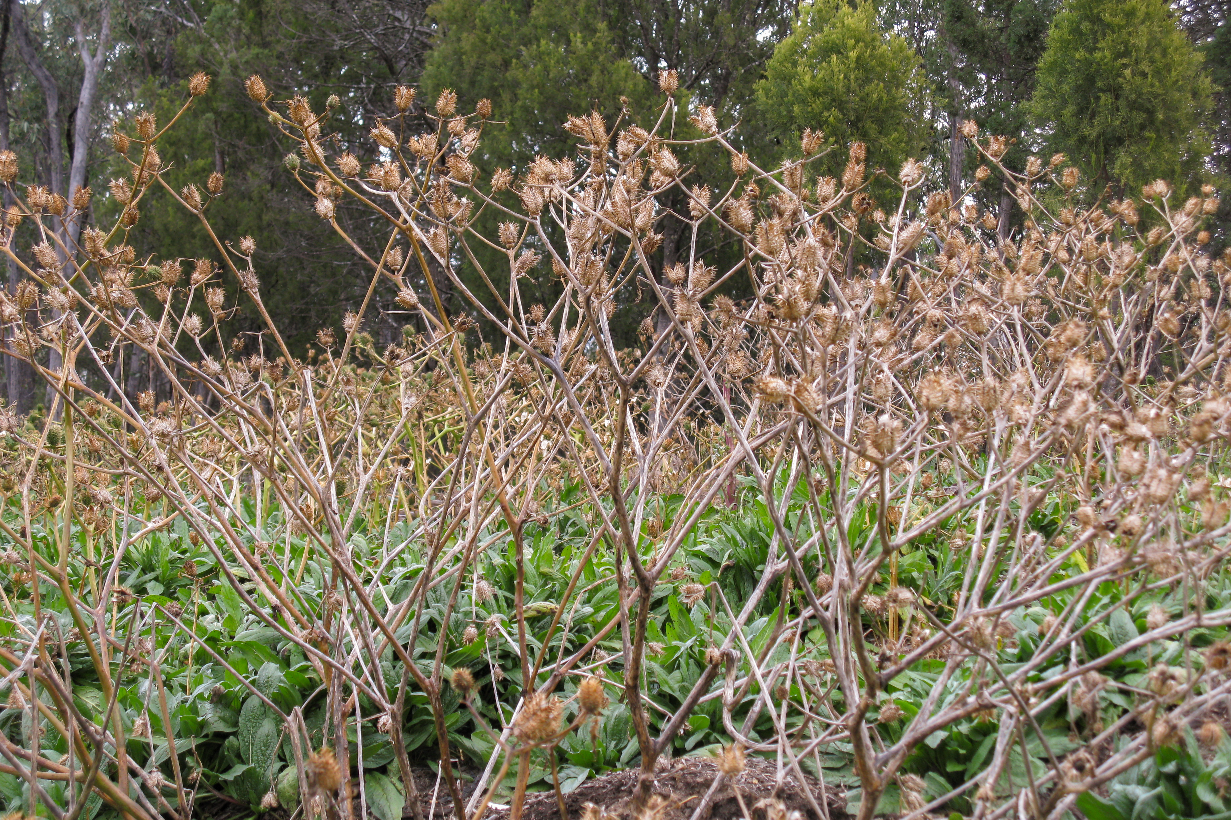 Datura stramonium (jimsonweed); Infestation. New South Wales, Australia. July 2014.