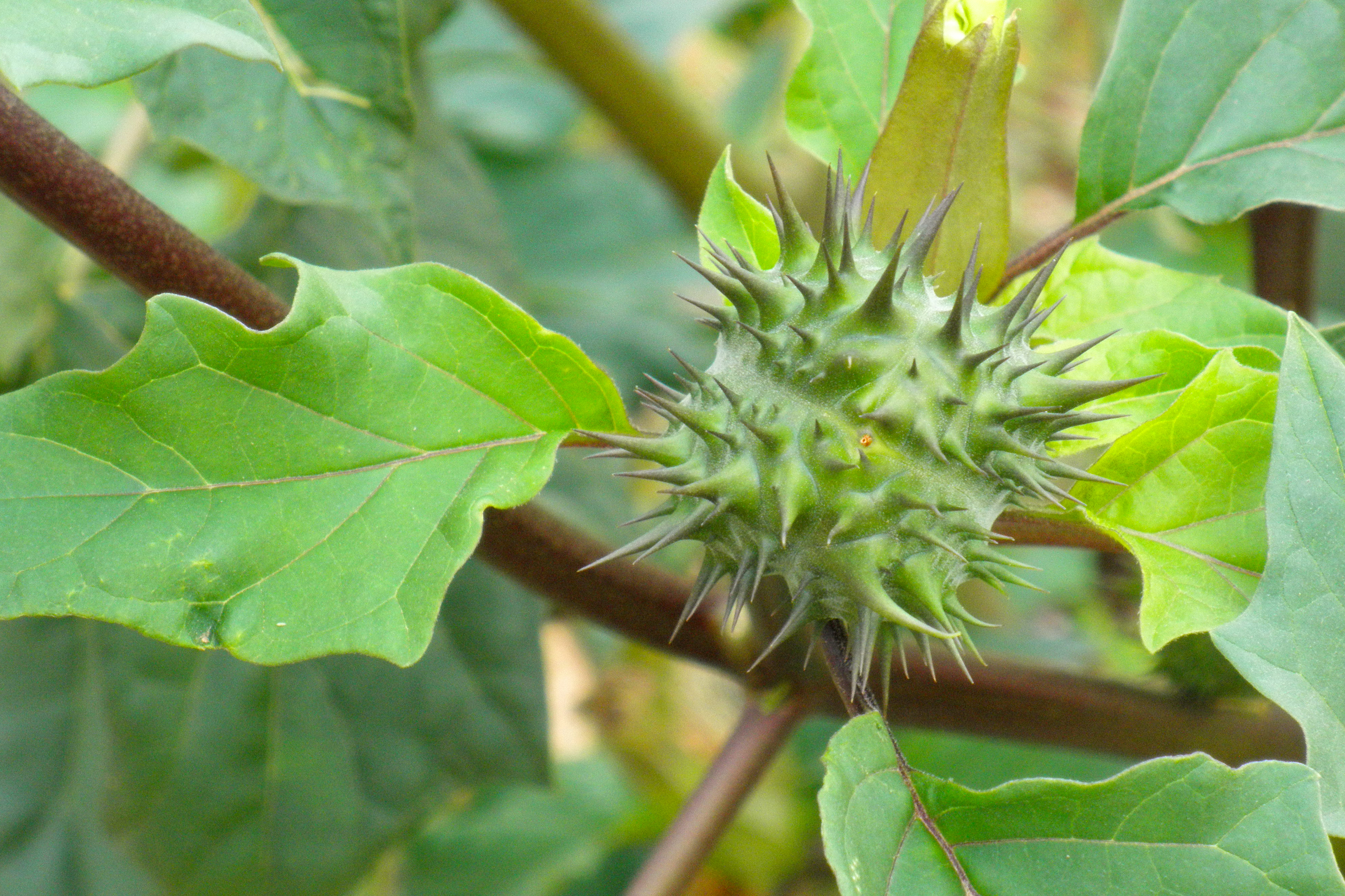 Datura stramonium (jimsonweed); Immature fruit. Dehesa Boyal de Puertollano, Spain. October 2010.