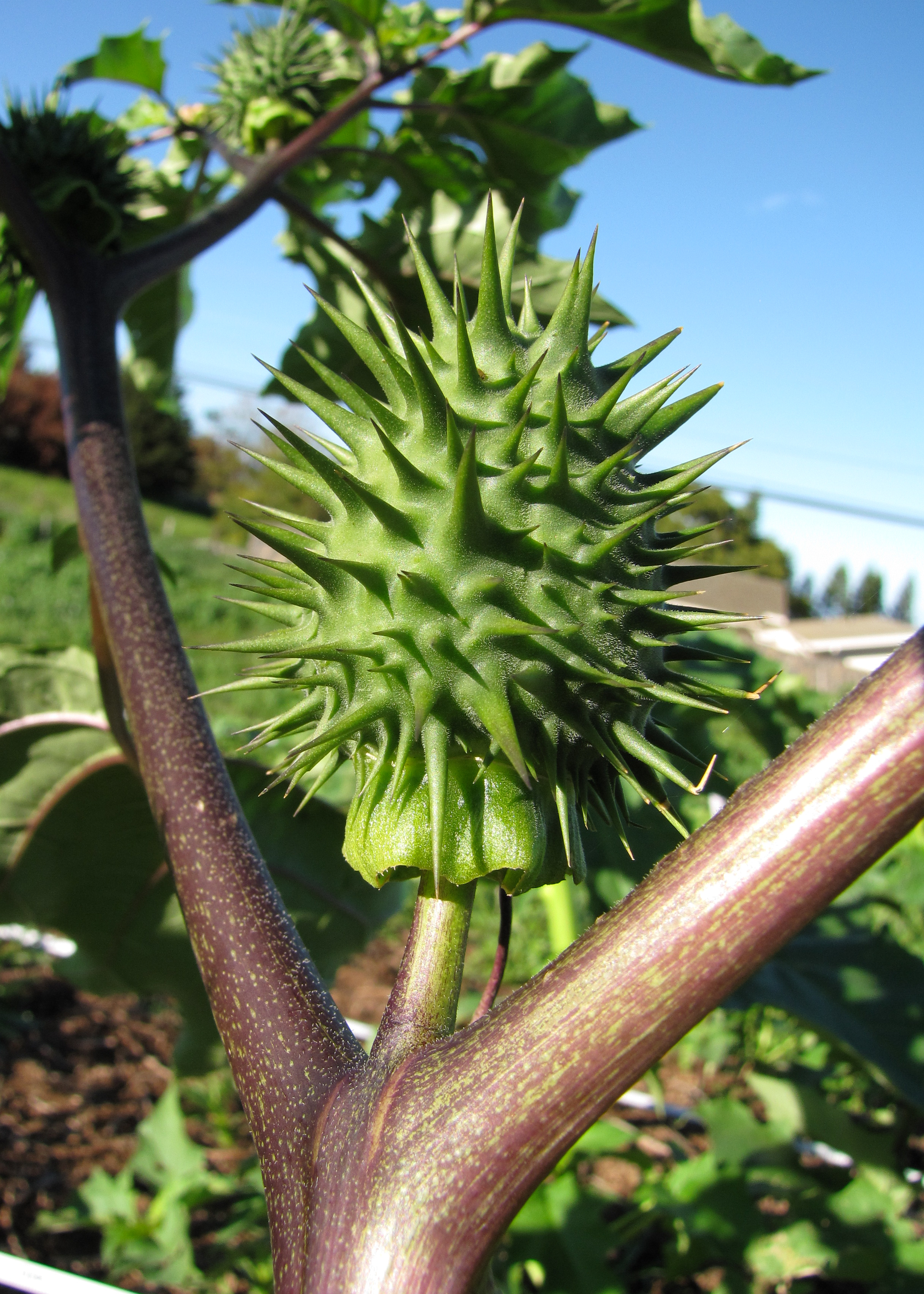 Datura stramonium (jimsonweed); Immature spiky fruit. Kula, Maui, Hawaii. February 2011.