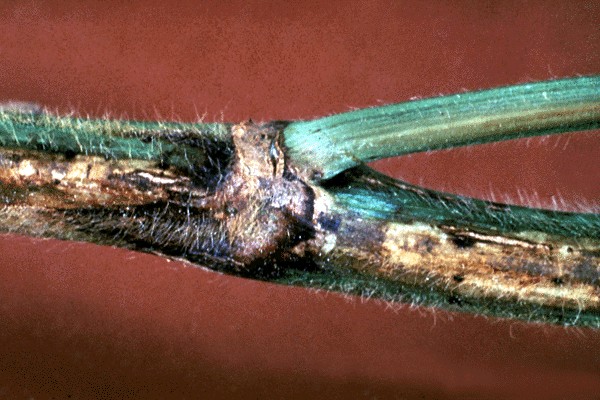 Dark-brown to black, sunken cankers develop from lesions.