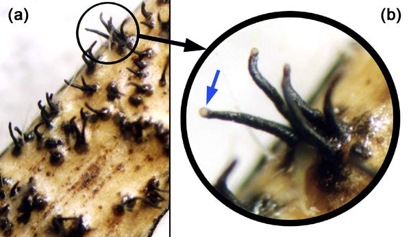 (a) Soyabean stem showing perithecia (teleomorph fruiting body) grouped in caespitose clusters typical of D. phaseolorum var. caulivora (x30). (b) Close-up of a perithecial cluster. Blue arrow points to the yellowish drop just appearing at the end of a beak, previous to the release of ascospores (original x50).