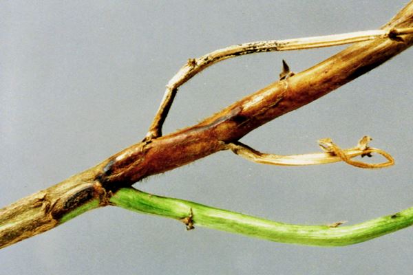 Soyabean stem canker lesions caused by D. phaseolorum var. caulivora showing typical brown-reddish cankers extending longitudinally from the infected nodes to the rest of the stem.