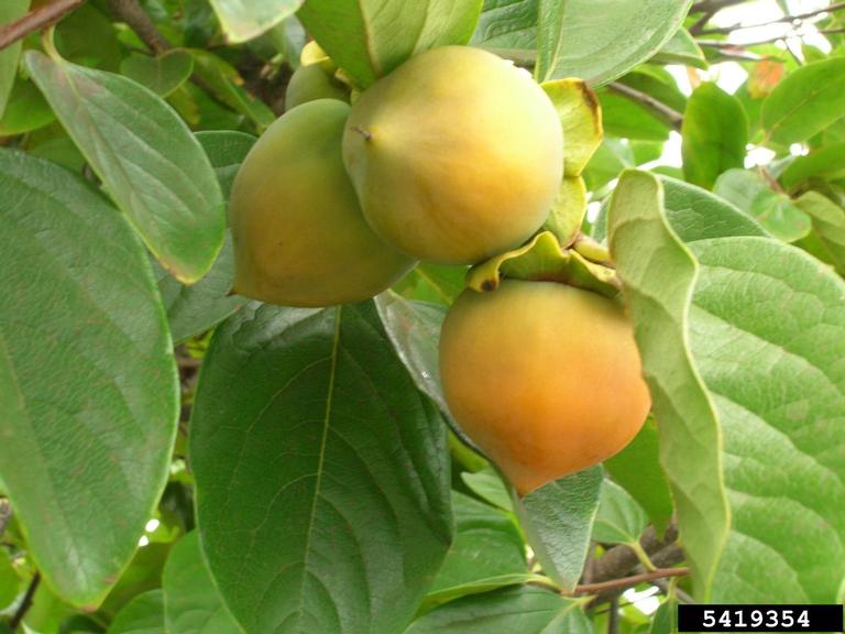 2,500+ Japanese Persimmon Diospyros Kaki Fruit On Tree Stock