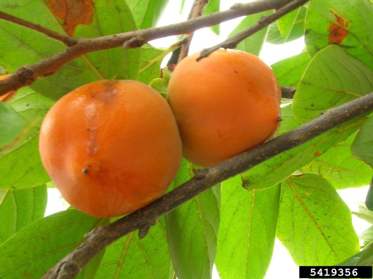 2,500+ Japanese Persimmon Diospyros Kaki Fruit On Tree Stock