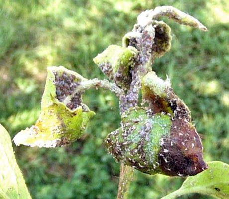 Dysaphis plantaginea (rosy apple aphid) | PlantwisePlus Knowledge Bank