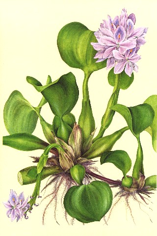 Watercolor-style pale purple water hyacinth flower - Stock Illustration  [75961260] - PIXTA