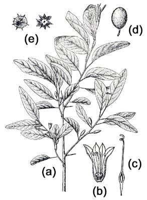 Elaeagnus angustifolia: (a) flowering branch; (b) flower; (c) style; (d) fruit; (e) seeds.