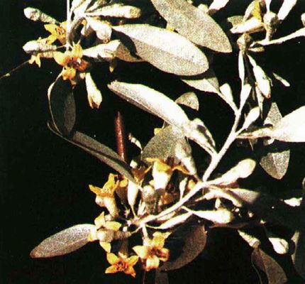 Elaeagnus angustifolia: flowers and foliage.