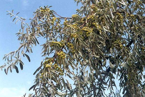 Elaeagnus angustifolia: foliage and fruits.