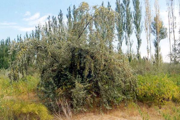 Elaeagnus angustifolia: natural habit, grown with poplars in Inner Mongolia, China.