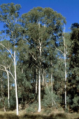 Eucalyptus Citronné - Corymbia citriodora Bio - Panacea Pharma