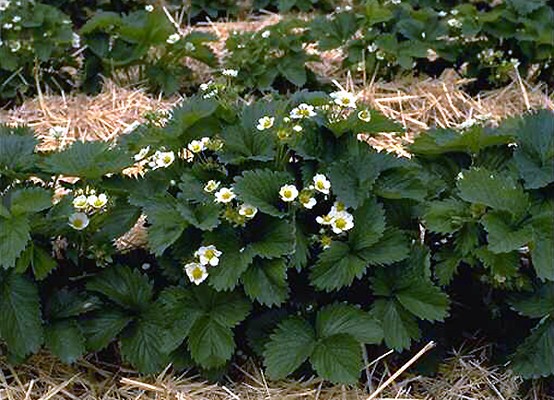 Fragaria ananassa (strawberry); grown as a field crop, note flowers, and straw used to protect developing fruits.