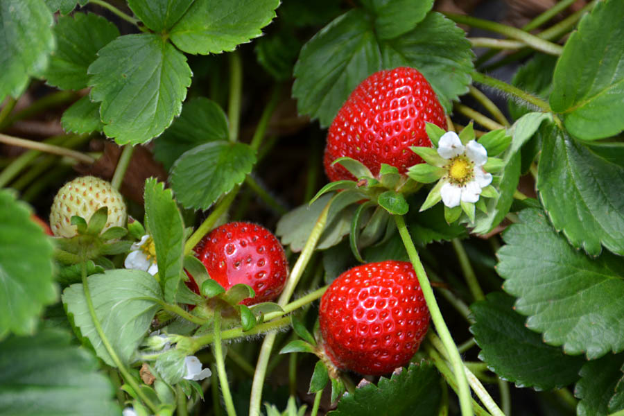 Fragaria ananassa (strawberry); strawberries on a plant. Carlsbad Strawberry Co., California, USA. May 2015.