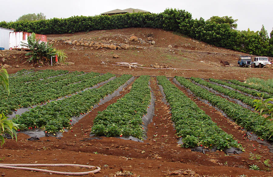 Fragaria ananassa (strawberry); field crop. Pulehu, Maui, Hawaii, USA. March 2007.