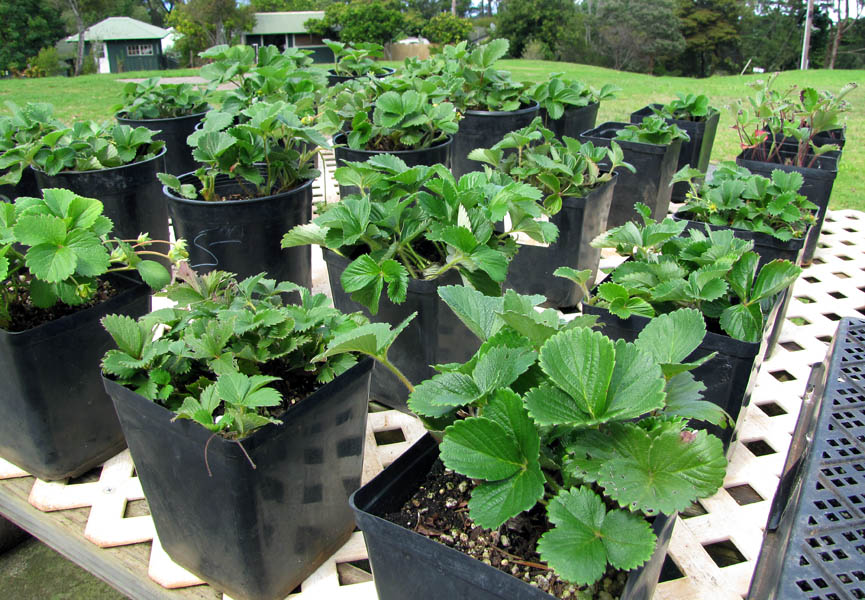 Fragaria ananassa (strawberry); in pots. Olinda, Maui, Hawaii, USA. October 2010.