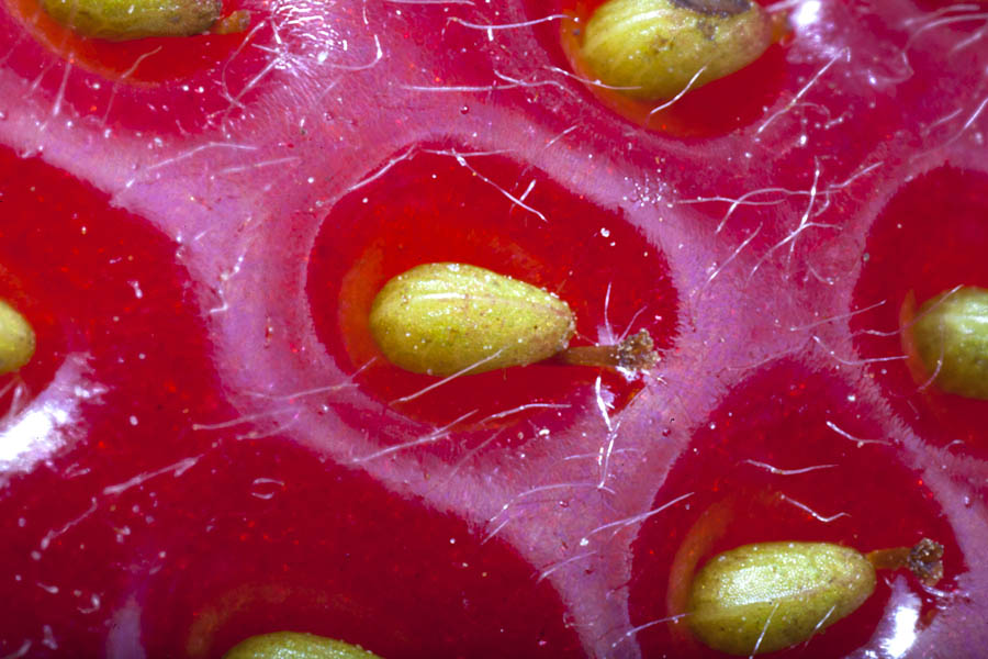 Fragaria ananassa (strawberry); extreme close-up of seeds (achenes).