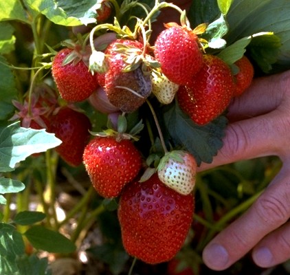 Fragaria ananassa (strawberry); plant with ripening fruit.