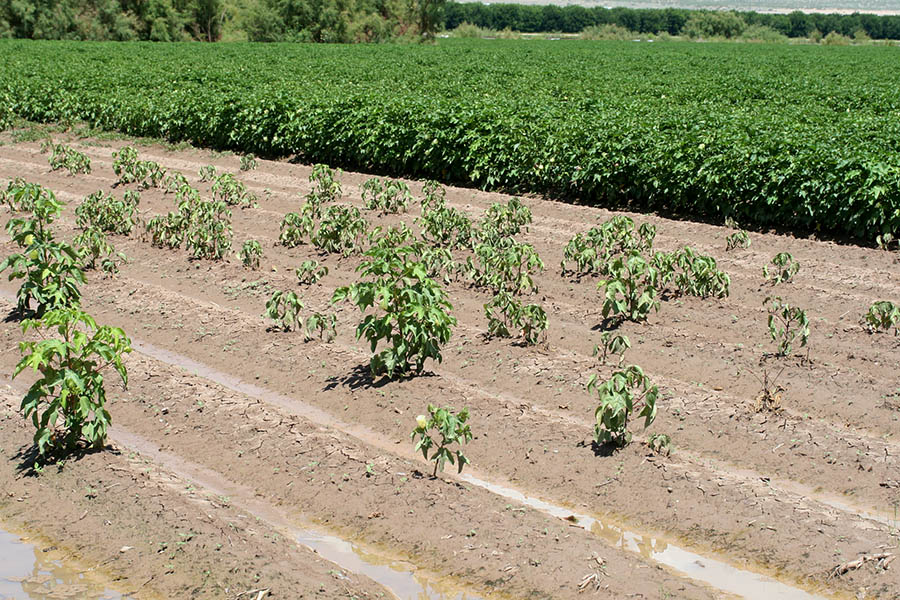 Clemson and Australia join to combat Fusarium wilt in cotton