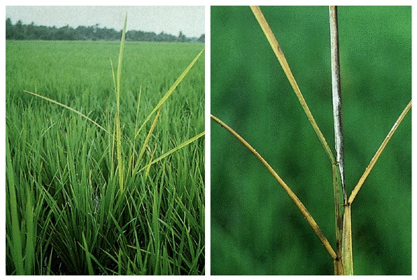 Bakanae caused by G. fujikuroi. Infected plants in the field (left); Conidia on infected leaf sheaths (right)