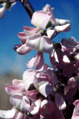 Gliricidia sepium (gliricidia); typical pink papilionoid legume flowers.