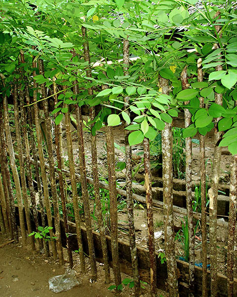 Gliricidia sepium (gliricidia); used as a live fence. (also known as ‘quickstick tree’). Kioko village, northern Buton Island, Indonesia. October 2013.