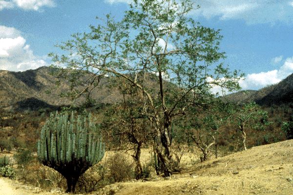 Gliricidia sepium (gliricidia); small tree (ca.5m tall), showing tolerance of semi-arid conditions. Puebla, Mexico.