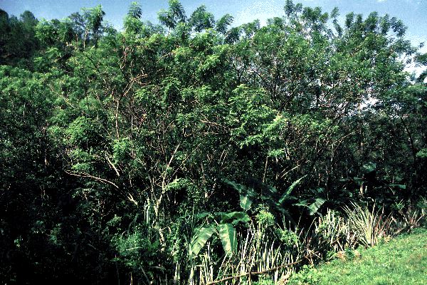 Gliricidia sepium (gliricidia); cultivated for shade over coffee and bananas, Chiquimula, Guatemala.