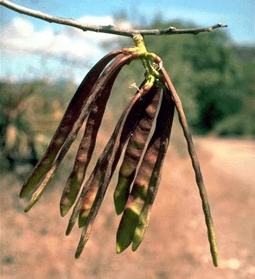 Gliricidia sepium (gliricidia); ripe seed pods.
