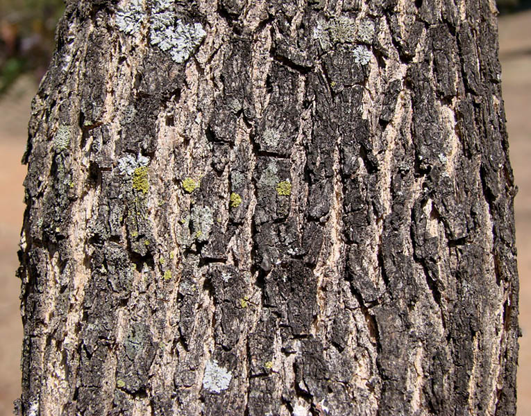 Gliricidia sepium (gliricidia); bark. Cultivated in the cerrado - SQN 204 Brasília, Federal District, Brazil. September 2011.
