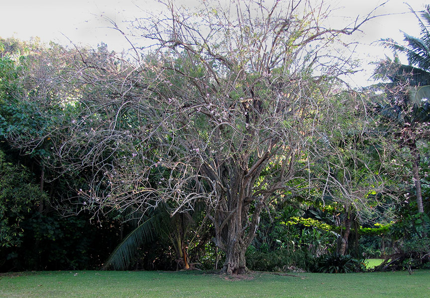 Gliricidia sepium (gliricidia); habit, showing a very large specimen. Anini Beach, Kauai, Hawaii, USA. March 2013.
