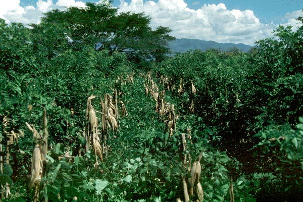 Gliricidia sepium (gliricidia); alley farming with hedgerows of G. sepium, intercropped with maize and beans. Comayagua, Honduras.
