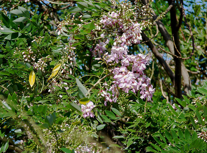 Gliricidia sepium (gliricidia); flowers and foliage. Spreckelsville, Maui, Hawaii, USA. January 2007.