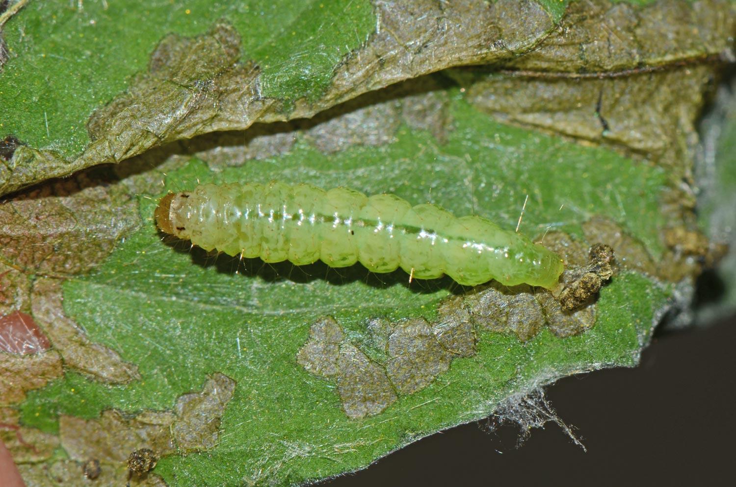 Larva on leaf showing symptoms of feeding