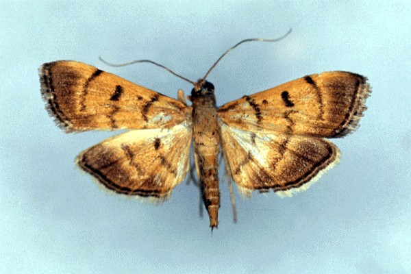 Wingspan 20-28 mm, colour variable, ranging from reddish-yellow over orange-brown to dark-grey with some lighter grey markings. Due to the great variation in wing colour, moths are identified by dissecting the genitalia.