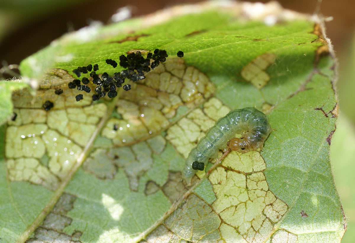 Larva on leaf showing damage from feeding and black frass