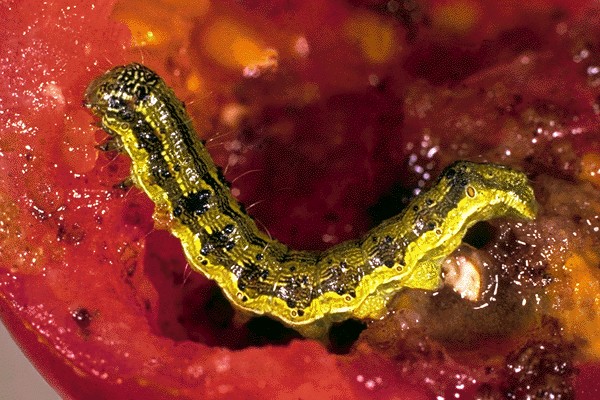 Stock photo of Cotton Bollworn (Helicoverpa armigera) caterpillar