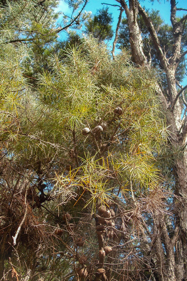 Hakea gibbosa (rock hakea) | PlantwisePlus Knowledge Bank