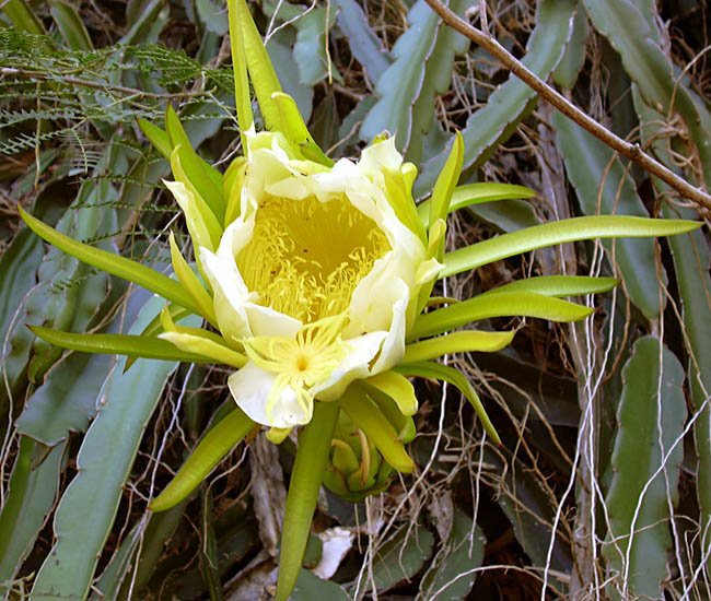 Hylocereus undatus (dragon fruit); flower and foliage. Hawaii, USA. February, 2002.