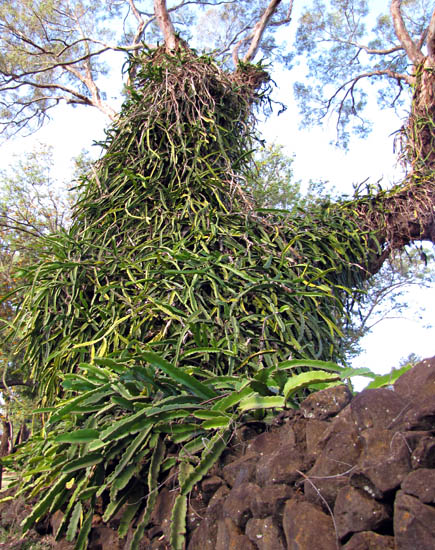 Hylocereus undatus (dragon fruit); habit, in its invasive form, scrambling over a wall and into a tree canopy. Haleakala Ranch, Makawao, Hawaii. February 2012.