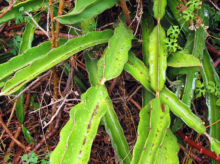 Hylocereus undatus (dragon fruit); foliage. Kula Agriculture Park, Hawaii, USA. June, 2012.