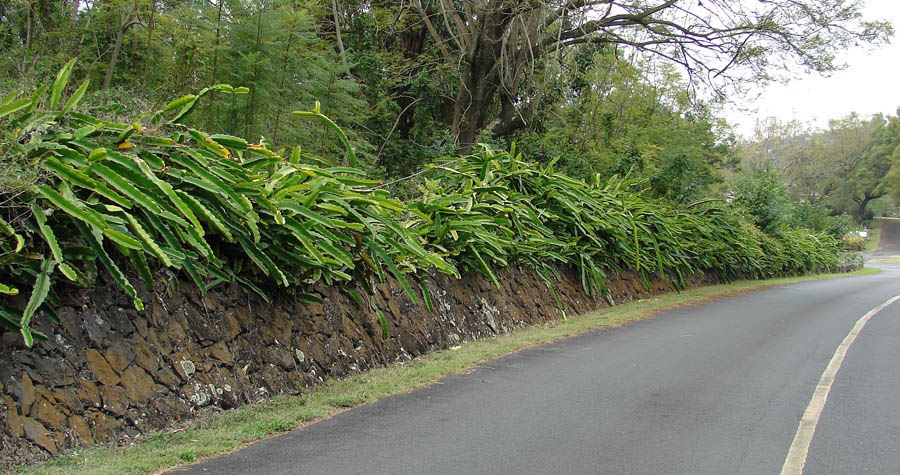 Hylocereus undatus (dragon fruit); habit, in its invasive form, scrambling over a wall. Keokea, Hawaii, USA. March, 2007.