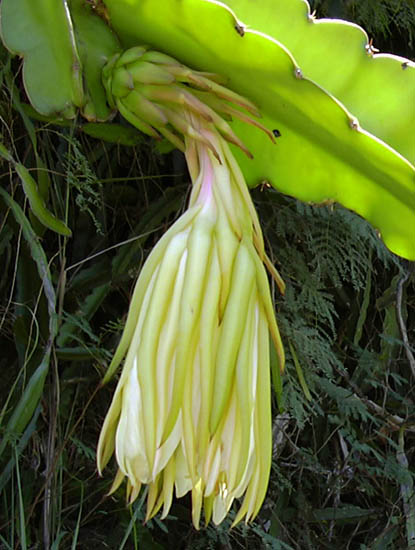 Hylocereus undatus (dragon fruit); spent flower and foliage. Hawaii, USA. February, 2002.