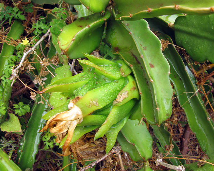 Hylocereus undatus (dragon fruit); remnants of flower, with developing fruit. Kula Agriculture Park, Hawaii, USA. June, 2012.