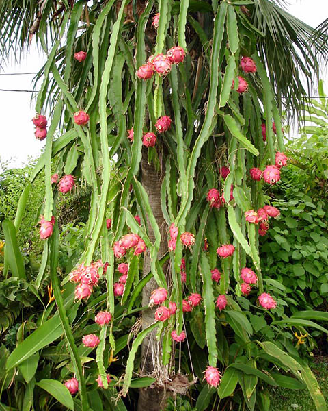 Hylocereus undatus (dragon fruit); fruiting habit. (38 days post-flowering).