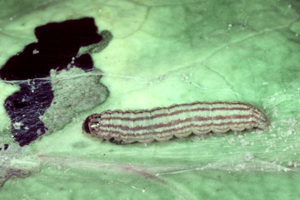 H. undalis larva on brassica leaf.