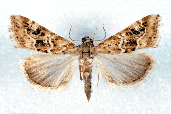 Adults greyish-brown with pale dusky hindwings; each forewing has a prominent black spot and zigzagging, light brown lines, central band between lines sometimes filled with darker brown scales. Wings ca 12.5 mm long in males, 14.5 mm in females.
